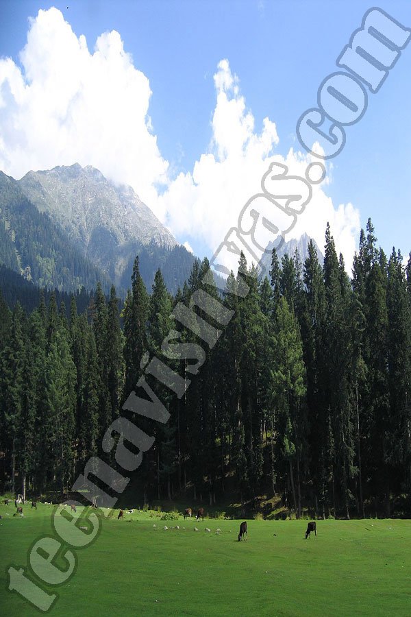 pahalgam-escort
